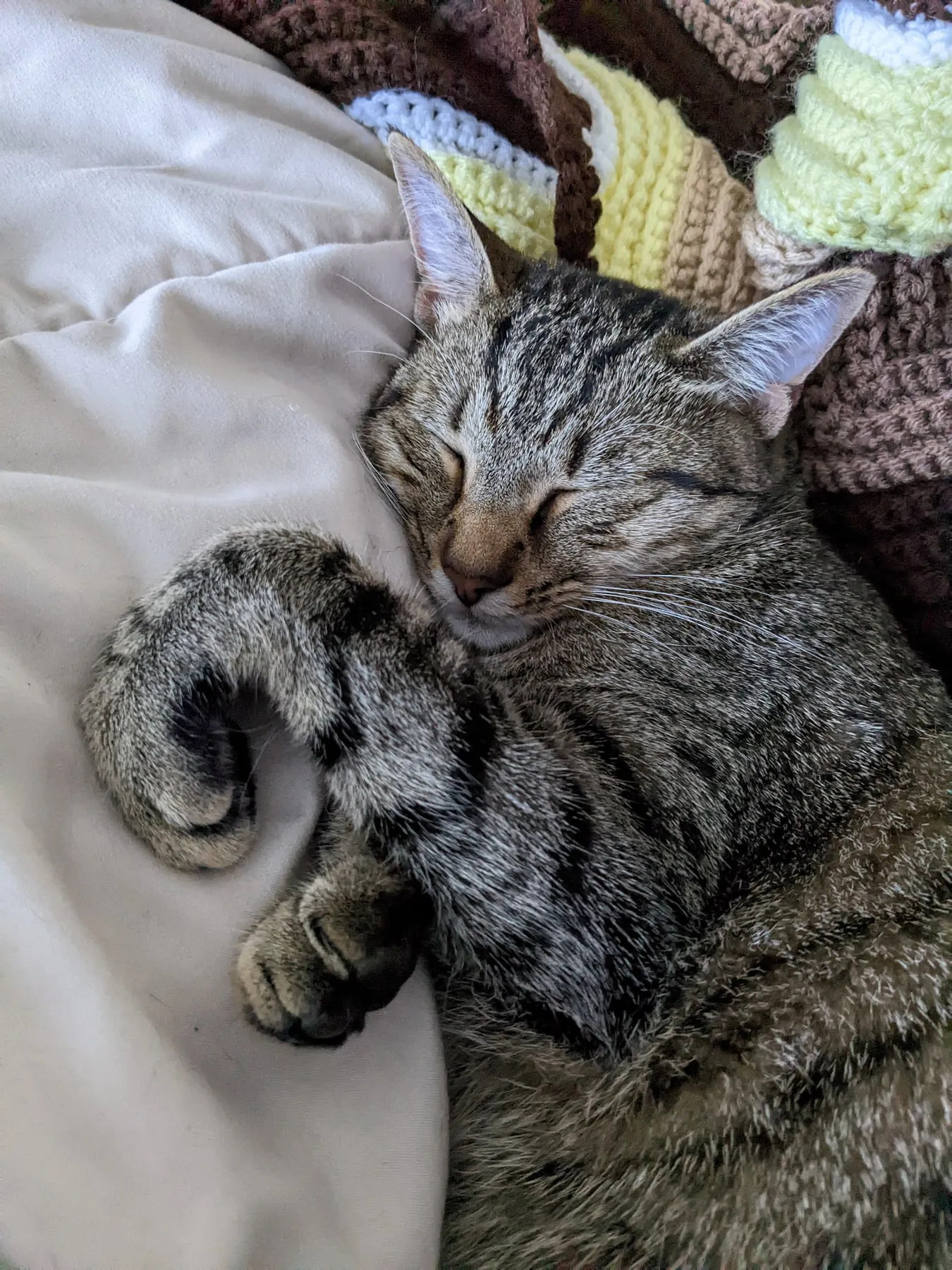 A close-up of the cat asleep, her face tucked against a crocheted blanket, fur and whiskers in sharp detail.