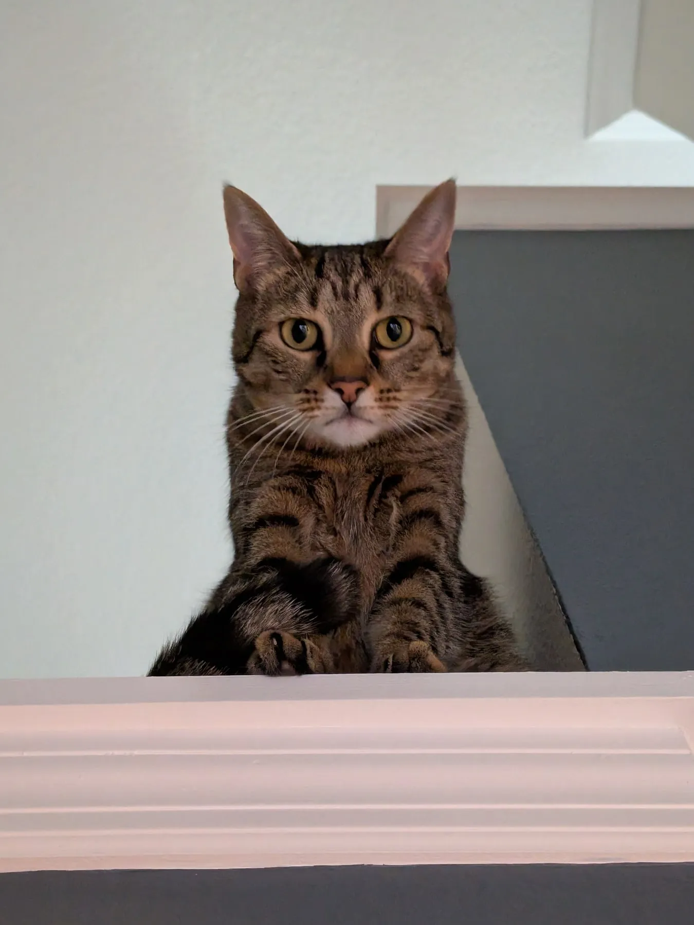 The cat peers over the top of a white painted ledge with her front paws braced on the edge, looking down at the camera.