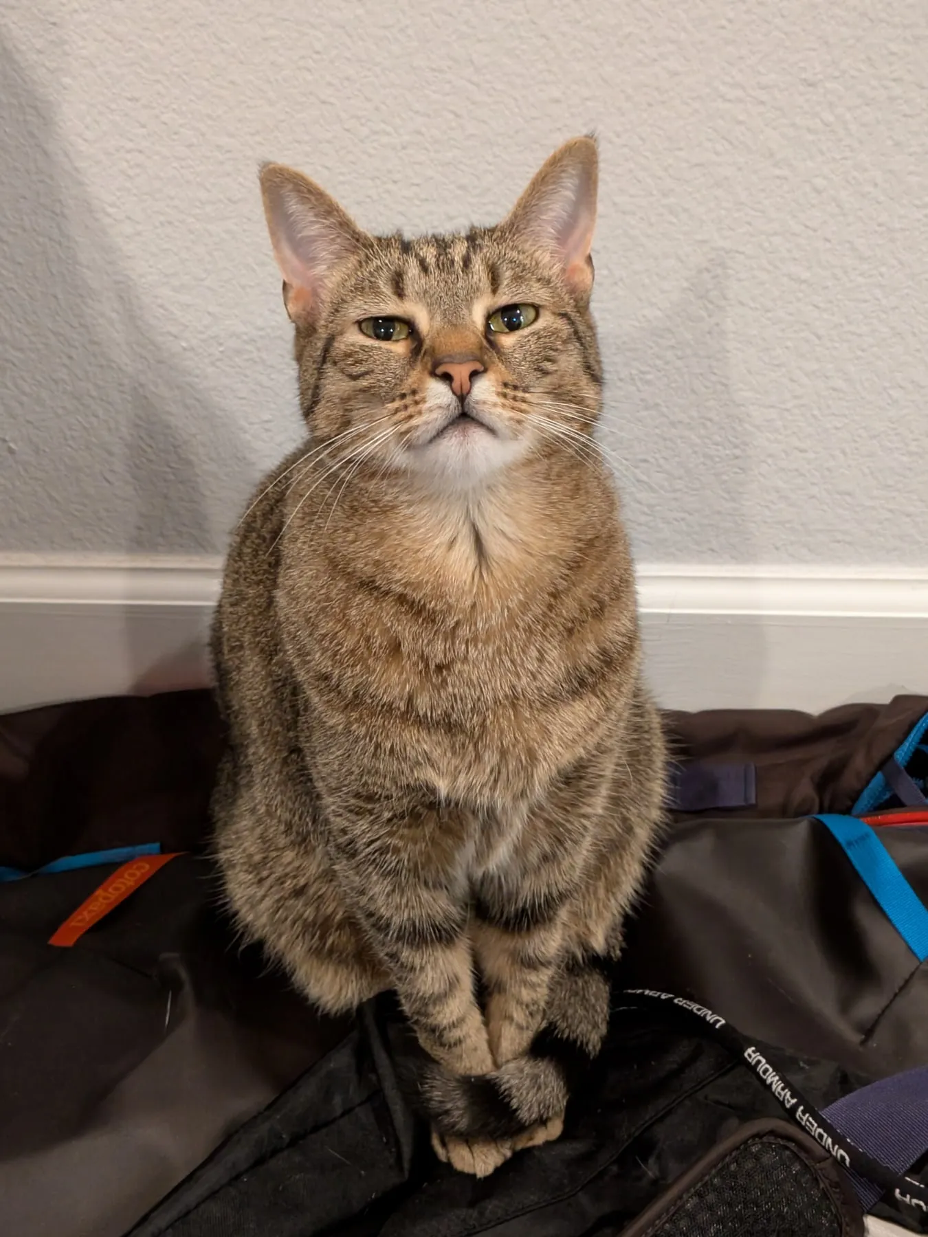 A brown tabby cat sits upright on a pile of packed black duffel bags against a plain wall, staring directly at the camera with her ears forward.