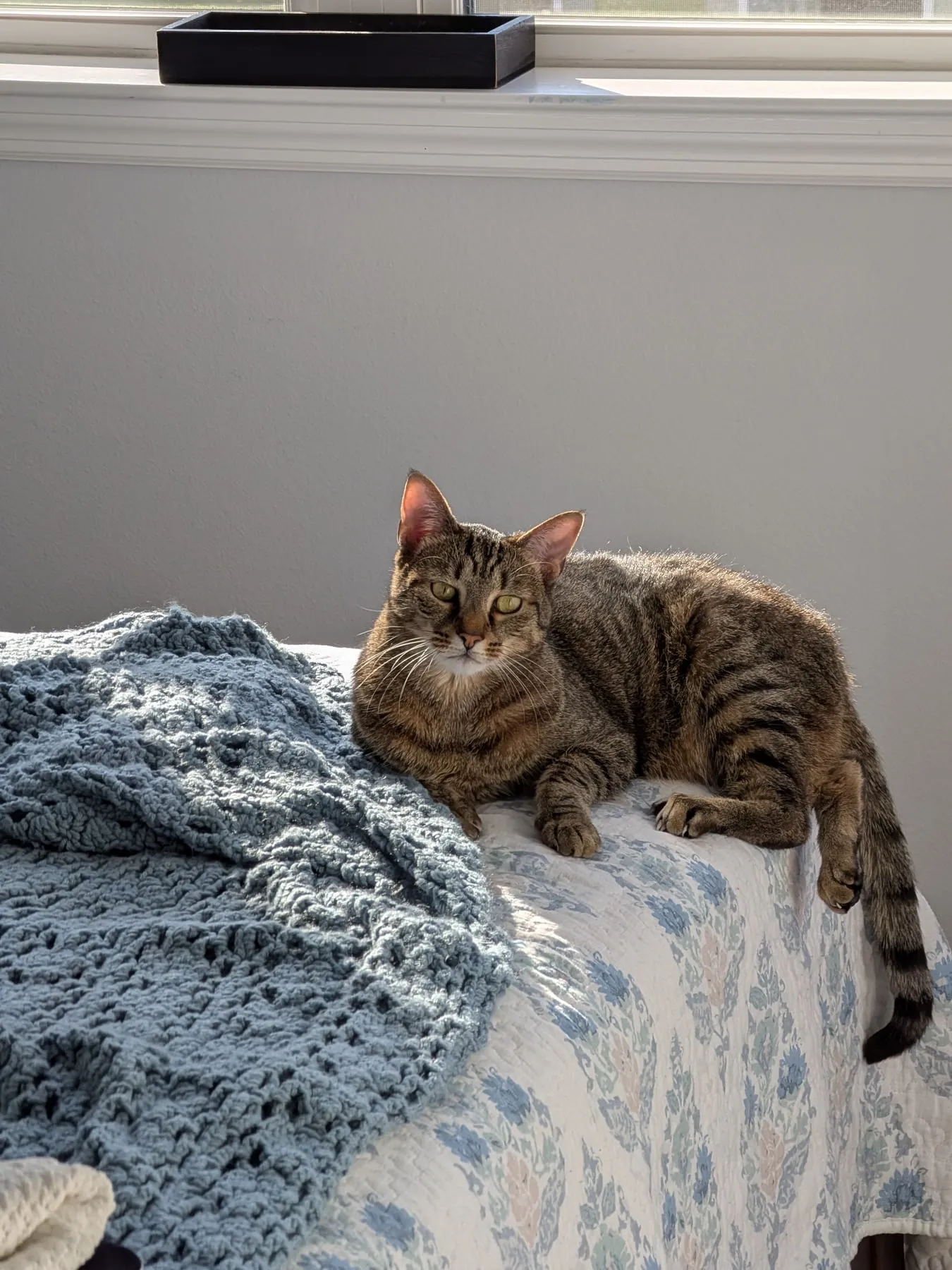 The cat lies alert in a patch of sunlight on a floral quilt beside a chunky blue knit blanket, near a bright window.