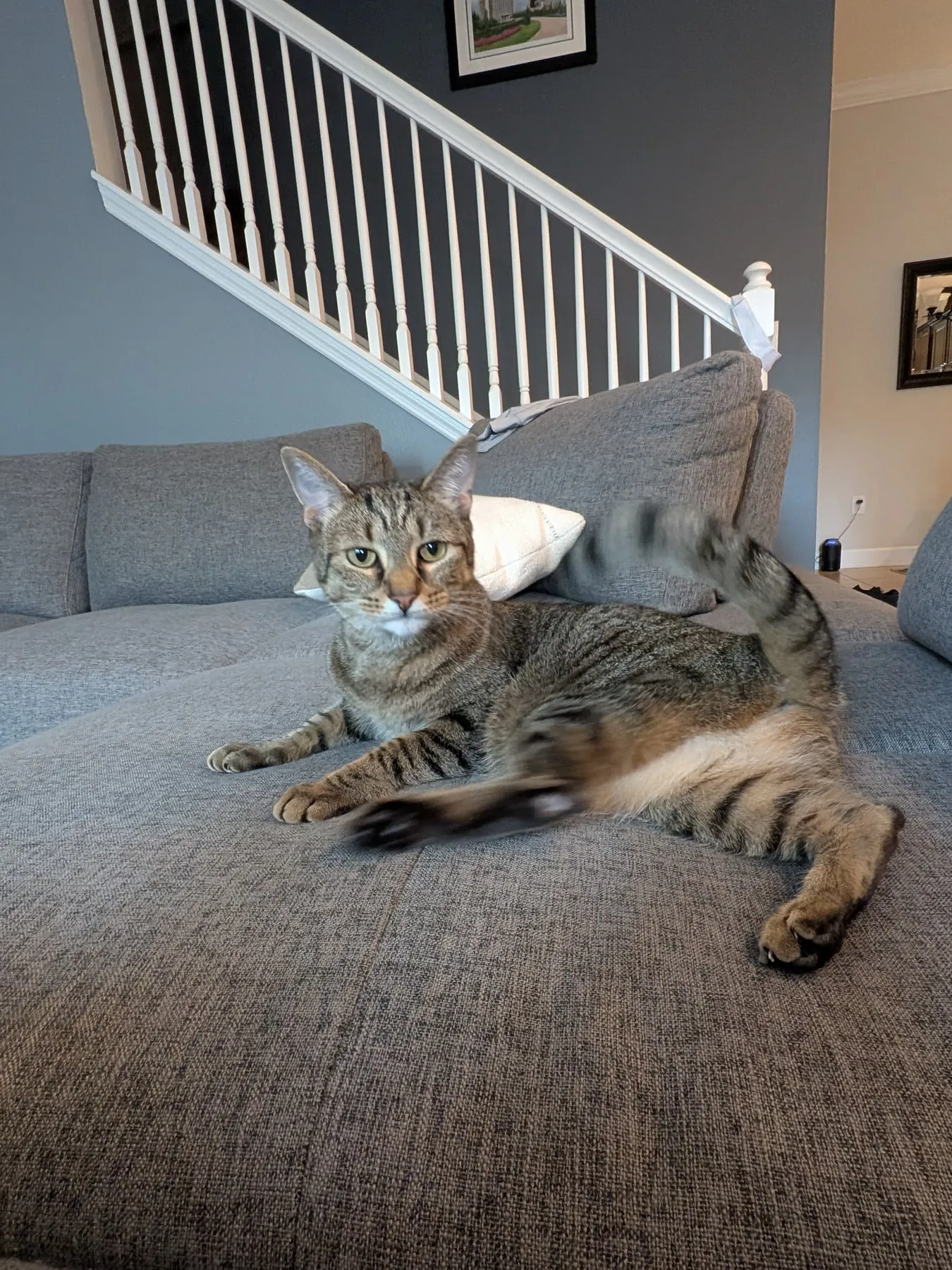 The cat reclines on a grey couch cushion looking at the camera, her tail blurred by motion mid-flick, a staircase behind her.