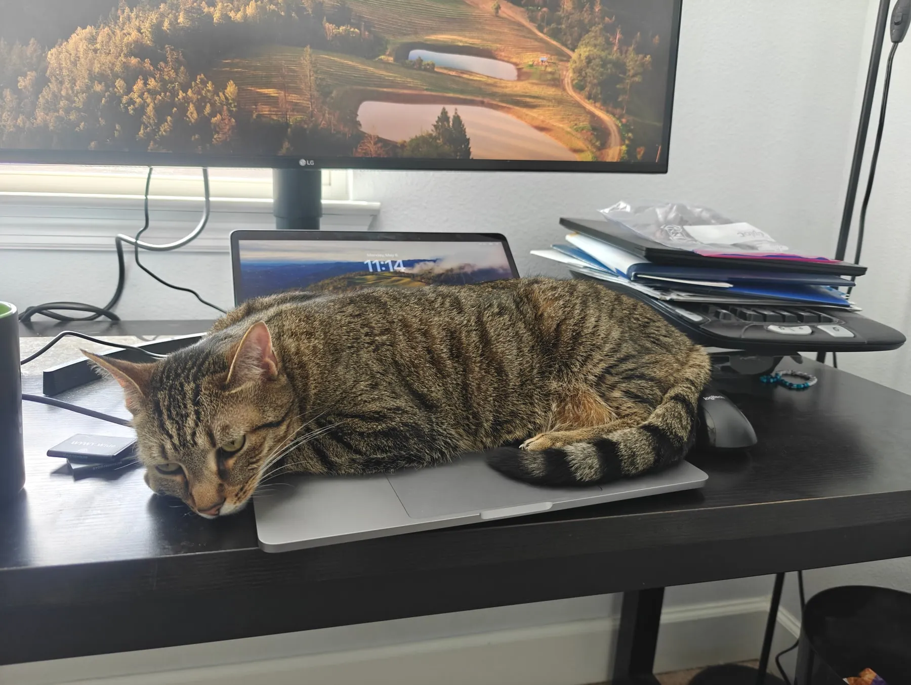 The cat lies stretched across a desk with her face and front paws resting on an open laptop’s trackpad, a monitor behind her.